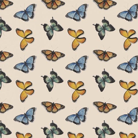 Shadow Box Butterfly Collection H