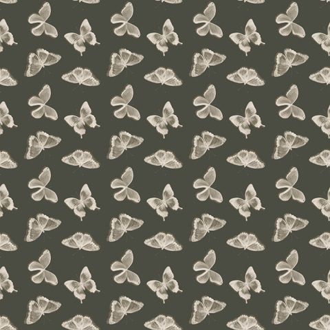 Shadow Box Butterfly Collection I