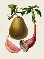 Fruit of the Tropics I
