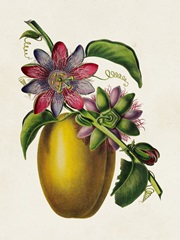 Fruit of the Tropics II