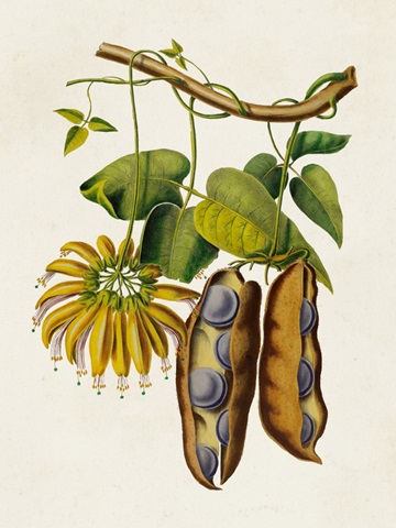 Fruit of the Tropics III