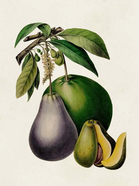 Fruit of the Tropics IV