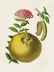 Fruit of the Tropics IX