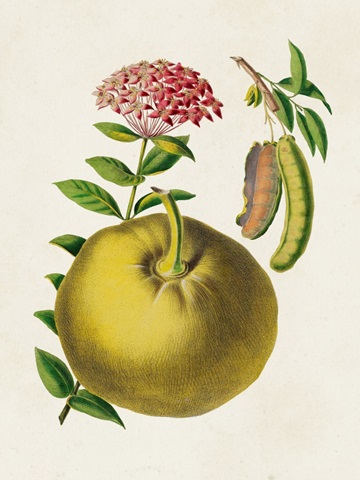 Fruit of the Tropics IX