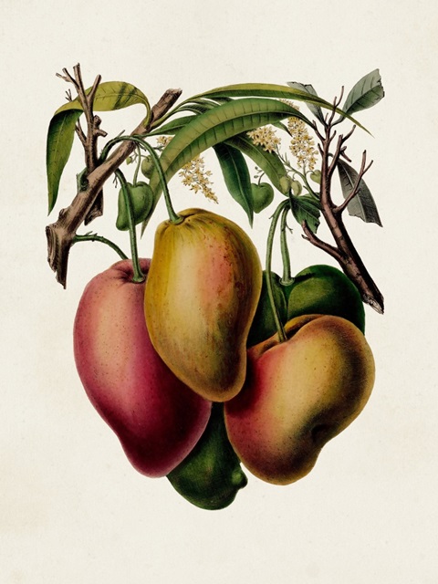 Fruit of the Tropics V