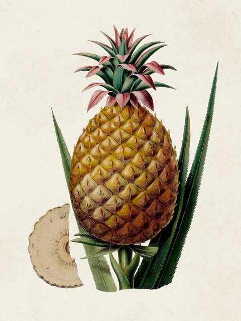 Fruit of the Tropics VI