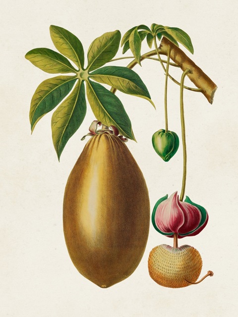 Fruit of the Tropics VII