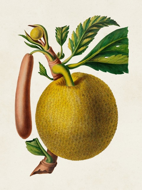 Fruit of the Tropics VIII