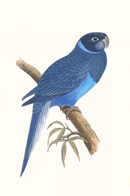 Blue Parrots I