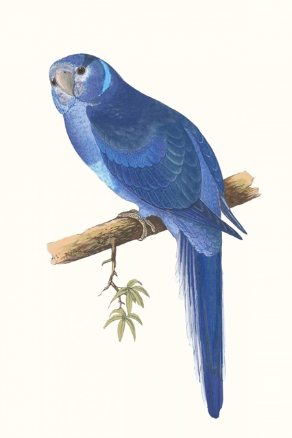 Blue Parrots II
