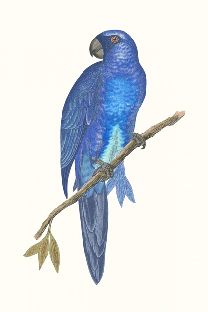 Blue Parrots III