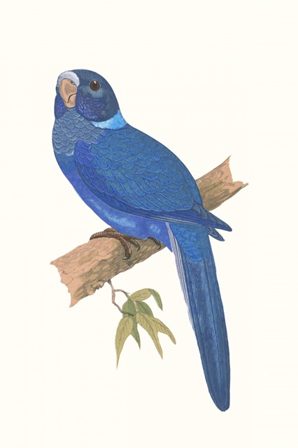 Blue Parrots IV