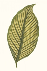 Collected Leaves III