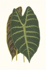 Collected Leaves V