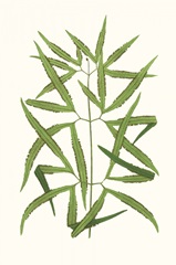 Collected Leaves XII