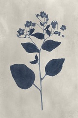 Navy Pressed Flowers III