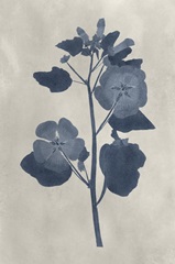 Navy Pressed Flowers V