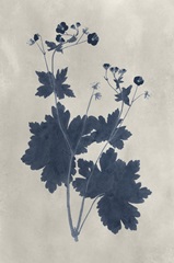 Navy Pressed Flowers VIII