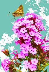 Skipper On Flox