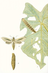 Antique Butterflies and Leaves I