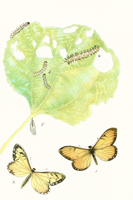 Antique Butterflies and Leaves II
