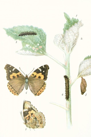 Antique Butterflies and Leaves III