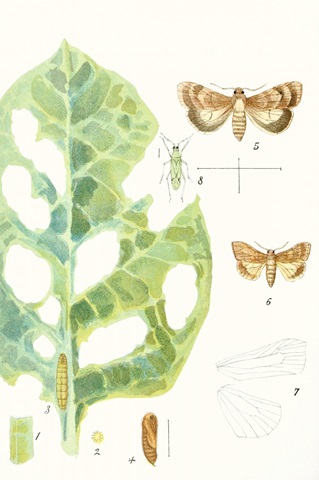 Antique Butterflies and Leaves IV