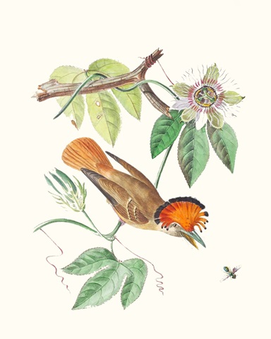 Cuvier Bird & Habitat I
