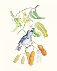 Cuvier Bird & Habitat II