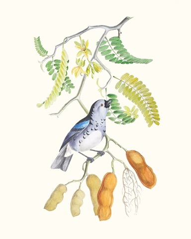 Cuvier Bird & Habitat II