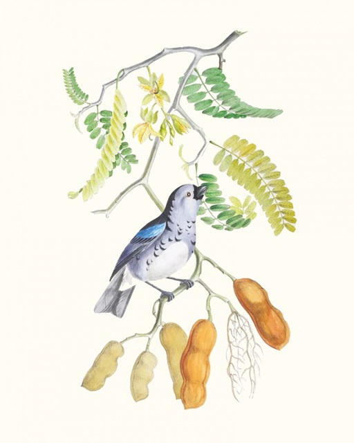 Cuvier Bird & Habitat II