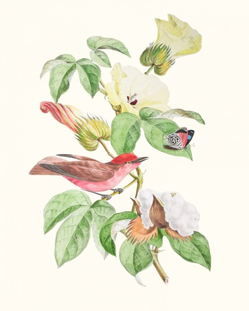 Cuvier Bird & Habitat III