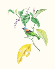 Cuvier Bird & Habitat IV