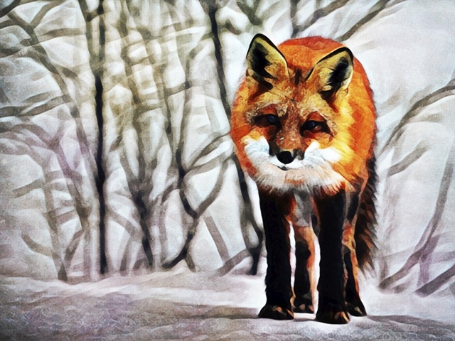 Red Fox Fascination