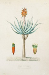 Antique Tree with Fruit I