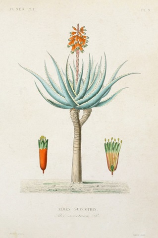 Antique Tree with Fruit I