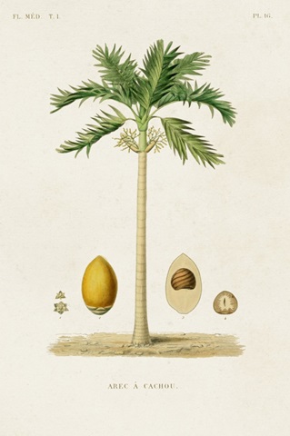 Antique Tree with Fruit II