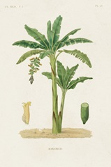 Antique Tree with Fruit III