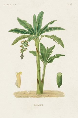 Antique Tree with Fruit III