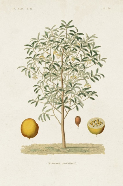 Antique Tree with Fruit IV