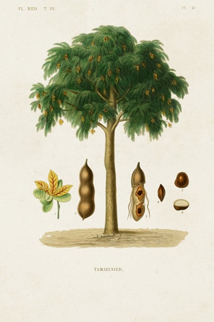 Antique Tree with Fruit IX
