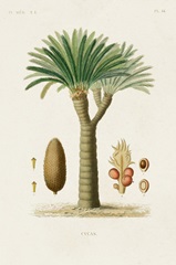Antique Tree with Fruit V