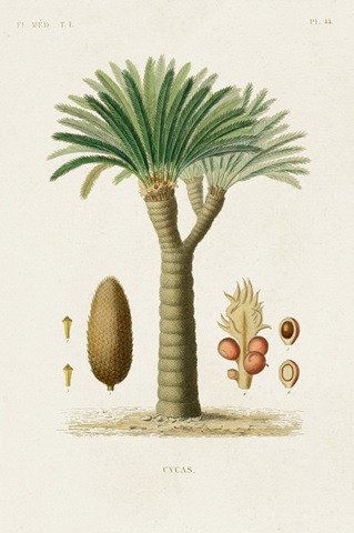 Antique Tree with Fruit V