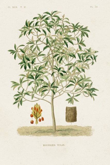 Antique Tree with Fruit VI