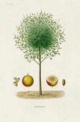 Antique Tree with Fruit VII