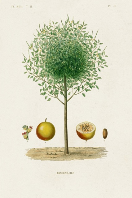 Antique Tree with Fruit VII