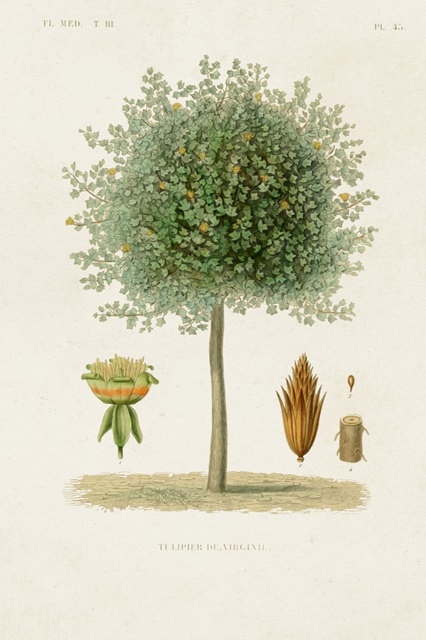 Antique Tree with Fruit X