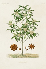 Antique Tree with Fruit XI