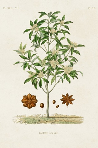 Antique Tree with Fruit XI