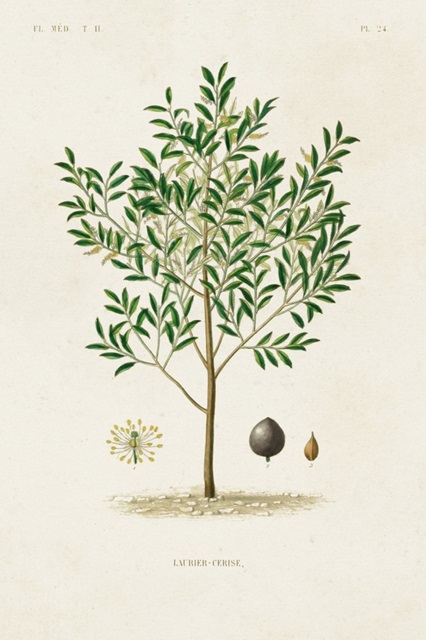 Antique Tree with Fruit XII